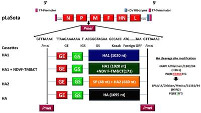 Contributions of HA1 and HA2 Subunits of Highly Pathogenic <mark class="highlighted">Avian Influenza Virus</mark> in Induction of Neutralizing Antibodies and Protection in Chickens